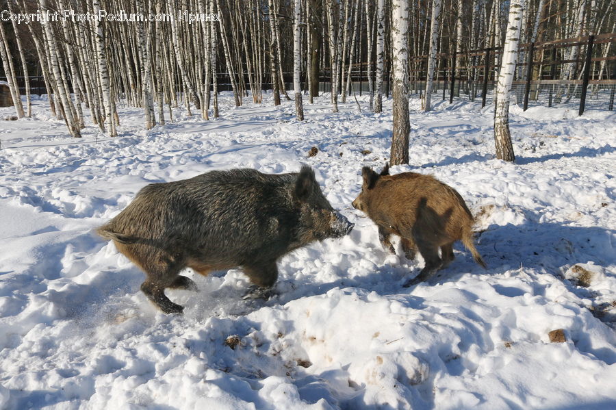 Birch, Tree, Wood, Animal, Boar, Hog, Mammal