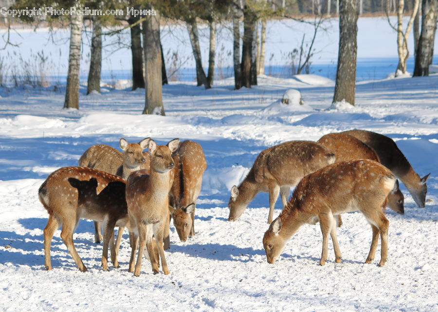 Animal, Deer, Mammal, Wildlife, Canine, Coyote, Grey Fox