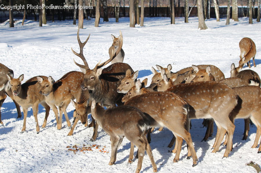 Animal, Deer, Mammal, Wildlife, Gazelle, Impala, Kangaroo