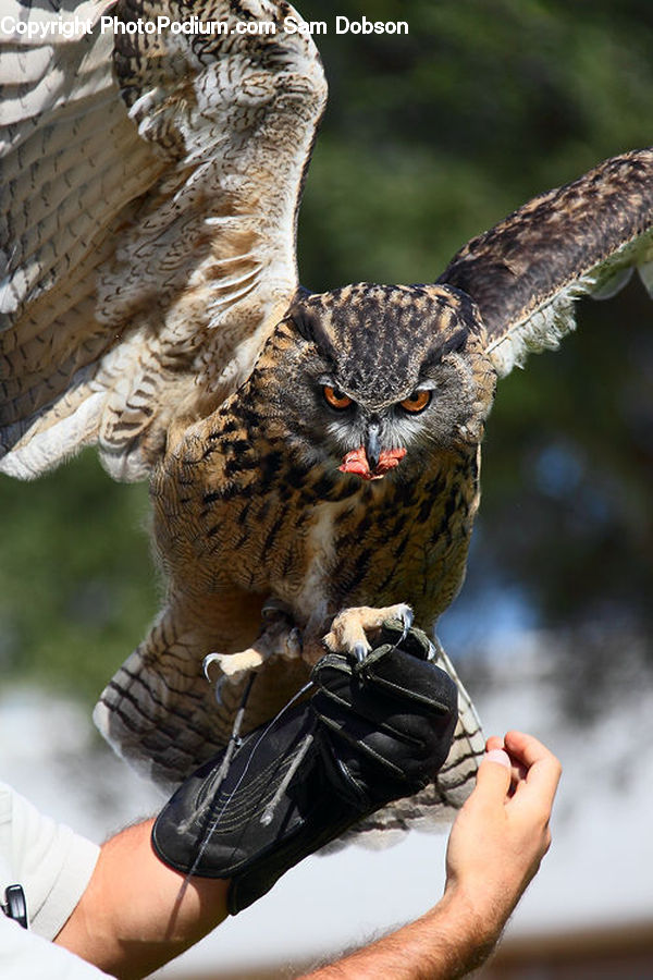 Bird, Buzzard, Harrier, Hawk, Vulture, Beak, Owl