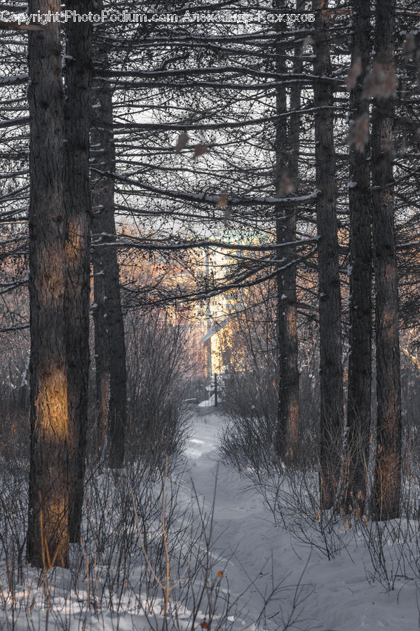 Forest, Vegetation, Fir, Redwood, Tree, Wood, Birch