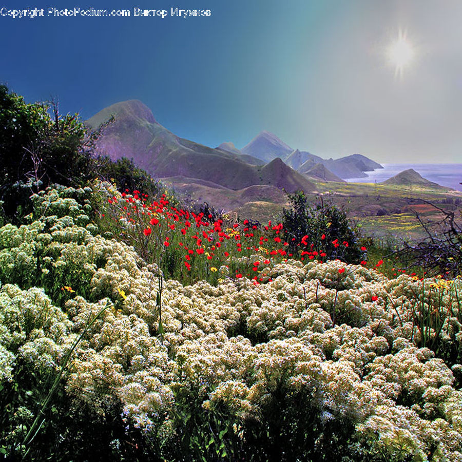 Flower, Lupin, Plant, Mimosa, Blossom, Flora, Bush
