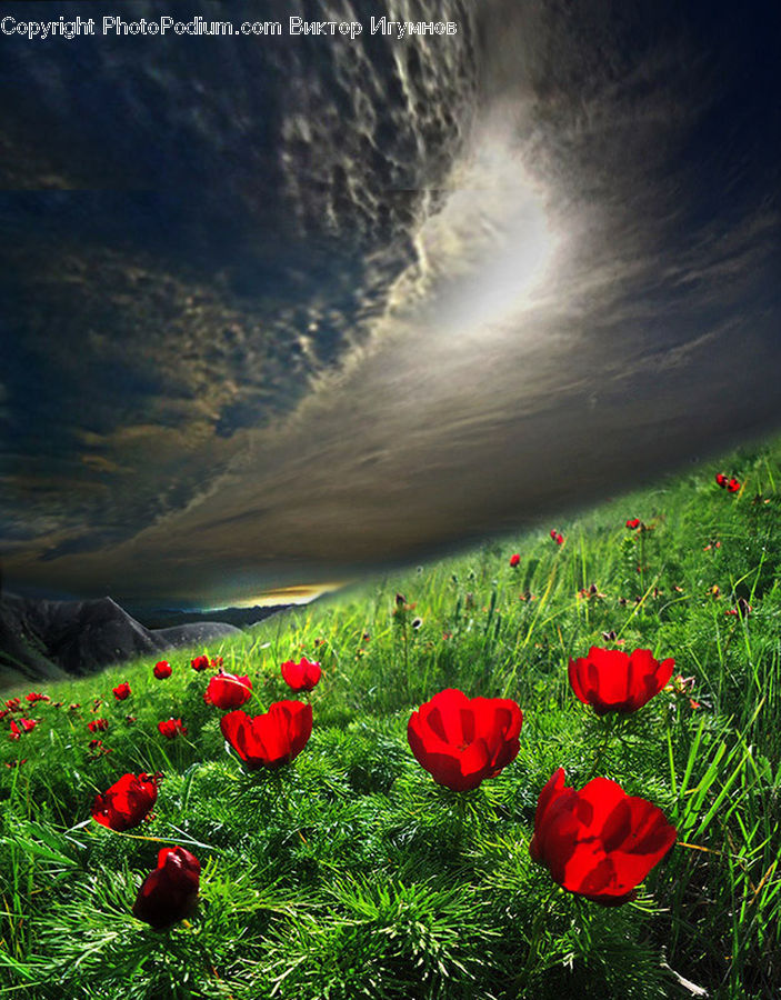 Blossom, Flora, Flower, Plant, Poppy, Tulip, Conifer
