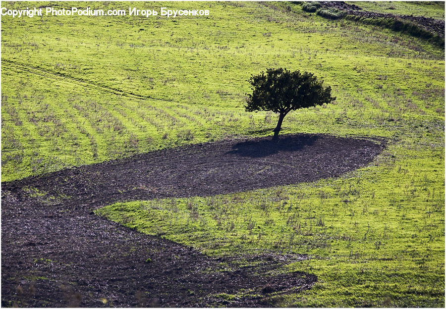 Dirt Road, Gravel, Road, Bush, Plant, Vegetation, Field