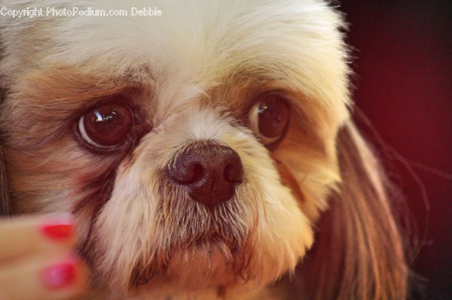Animal, Pet, Canine, Dog, Mammal, Terrier