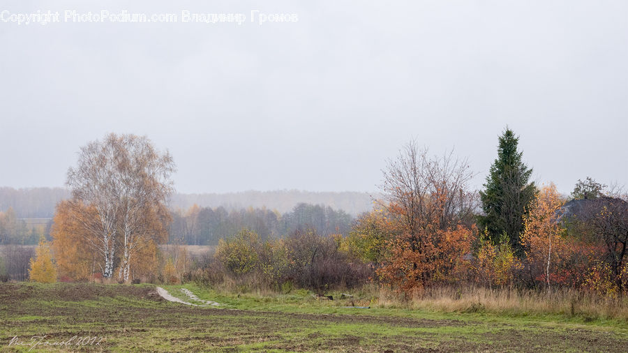 Dirt Road, Gravel, Road, Grassland, Mound, Field, Grass