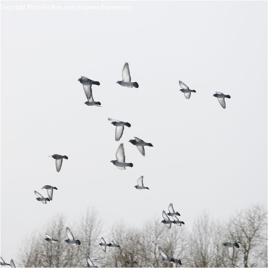 Bird, Seagull, Crane Bird, Heron, Flying