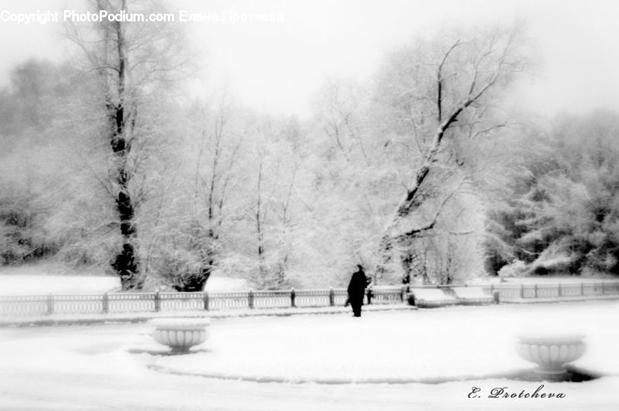 Ice, Outdoors, Snow, Plant, Tree, Park, Forest