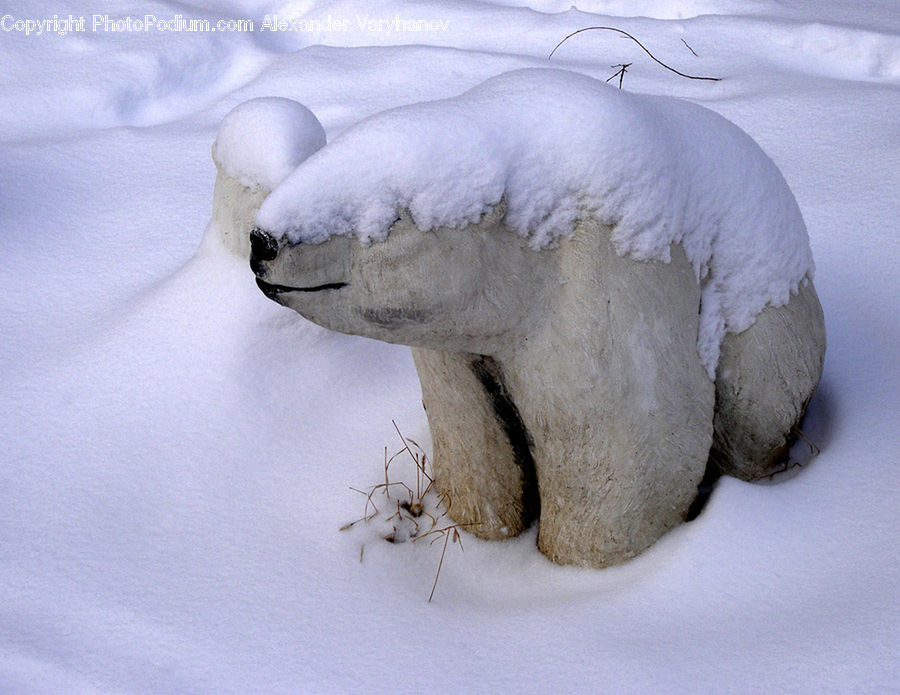 Animal, Bear, Mammal, Polar Bear