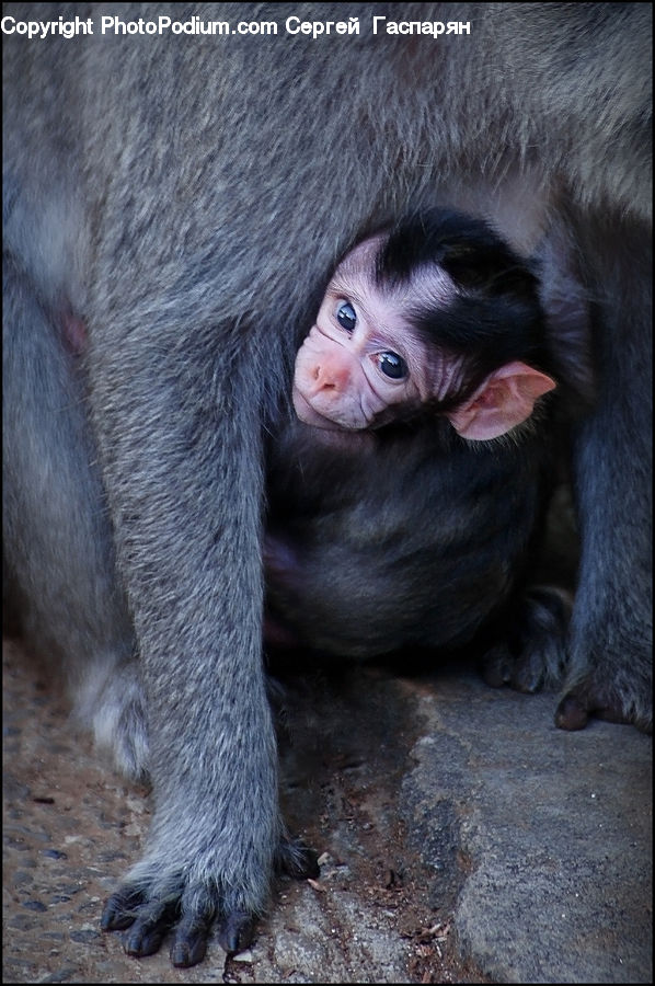 Animal, Mammal, Monkey