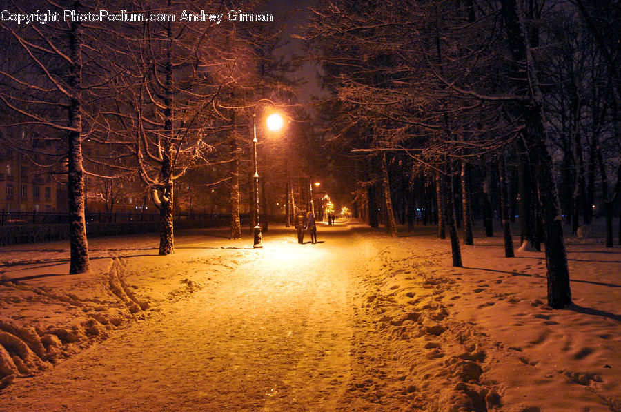 Blizzard, Outdoors, Snow, Weather, Winter, Forest, Vegetation