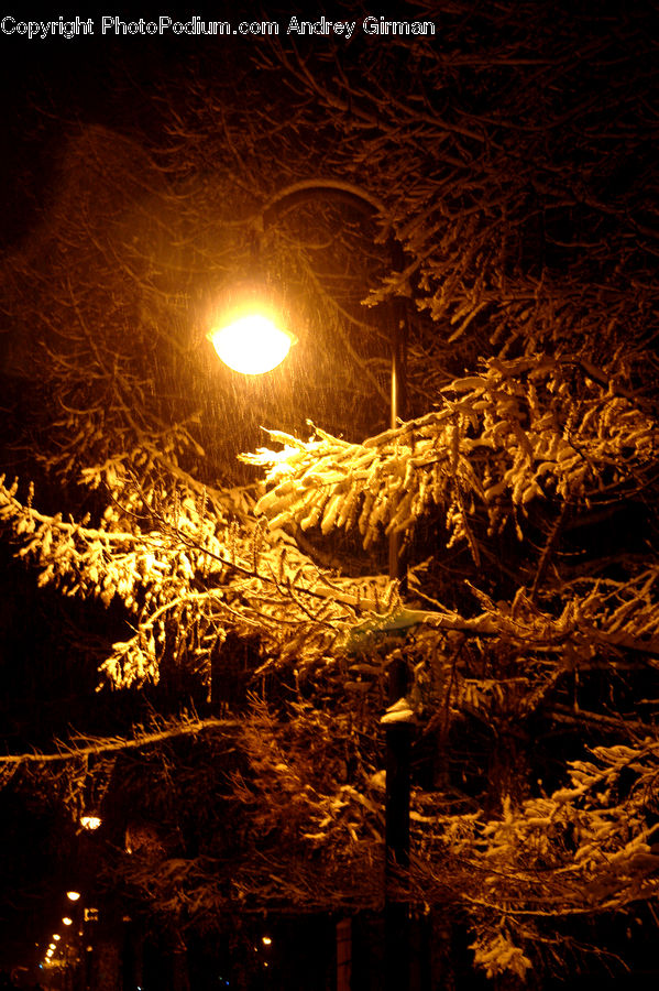 Conifer, Fir, Plant, Tree, Night, Outdoors, Fire