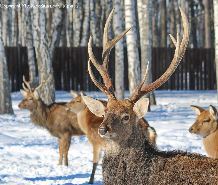 Animal, Deer, Mammal, Wildlife, Canine, Fox, Red Fox