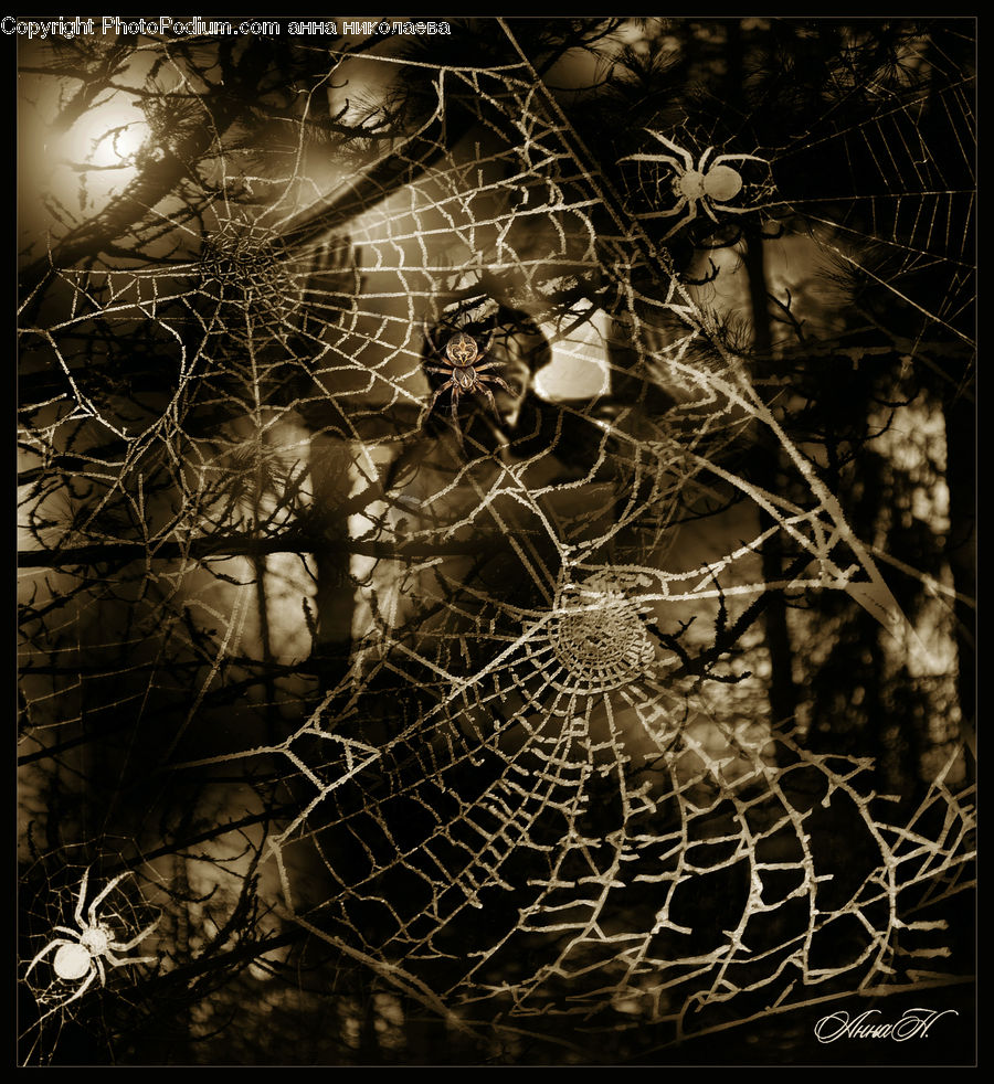 Arachnid, Garden Spider, Insect, Invertebrate, Spider, Construction, Scaffolding