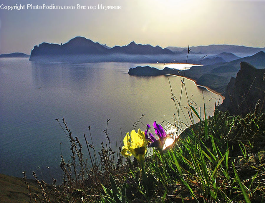 Blossom, Crocus, Flora, Flower, Plant, Dawn, Dusk