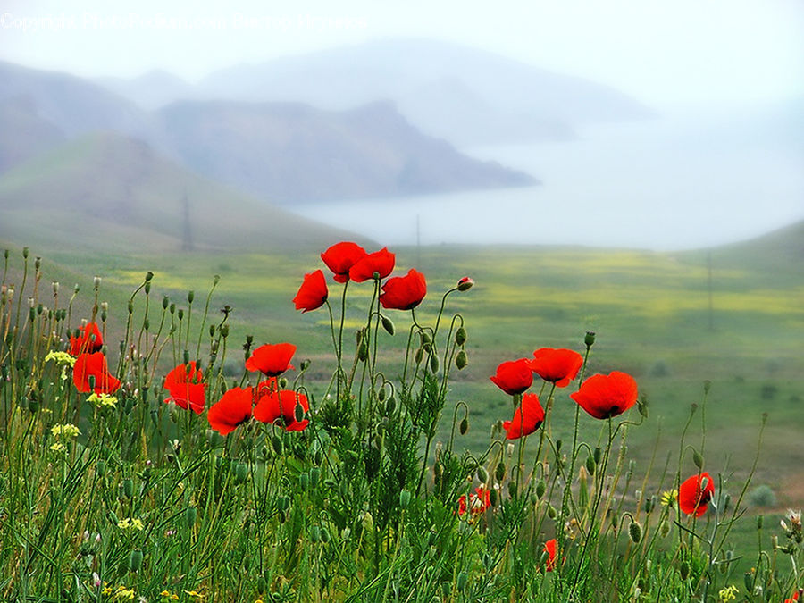 Blossom, Flora, Flower, Plant, Poppy, Field, Grass