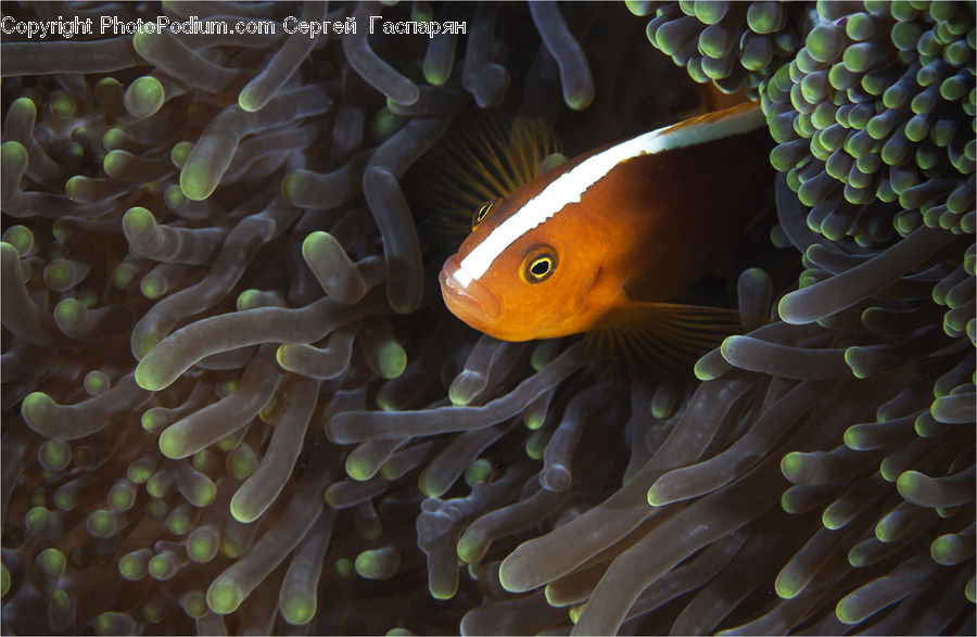 Invertebrate, Sea Anemone, Sea Life, Coral Reef, Outdoors, Reef, Sea