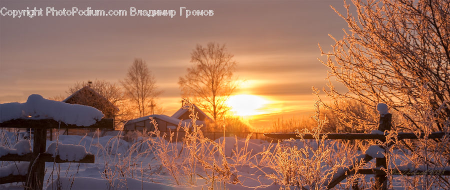 Ice, Outdoors, Snow, Plant, Tree, Field, Grass