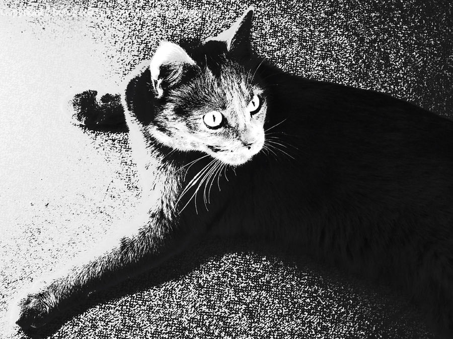 Adorable, Animal, Cat, Mammal, Manx, Pet