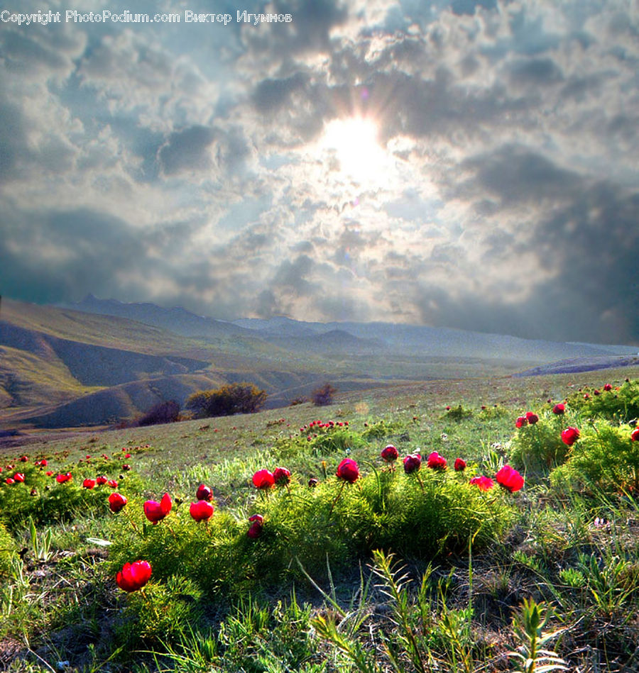 Blossom, Flower, Peony, Plant, Field, Grass, Grassland