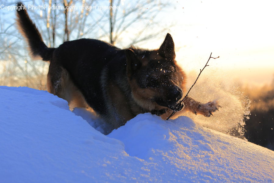 Animal, Canine, Dog, German Shepherd, Mammal, Pet