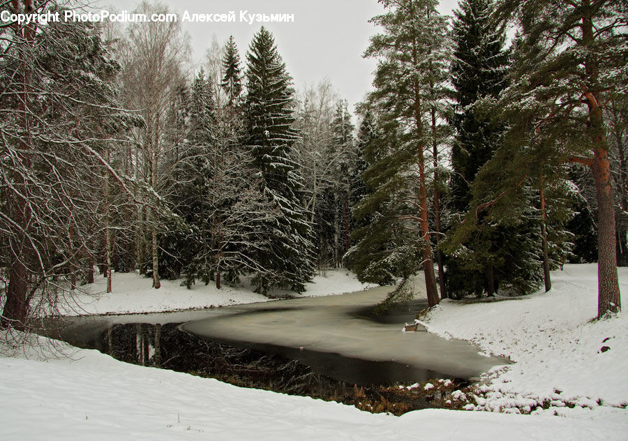 Conifer, Fir, Plant, Tree, Spruce, Wood, Landscape