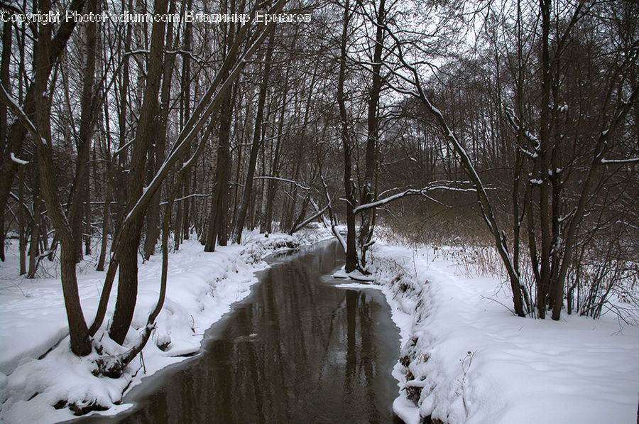 Birch, Tree, Wood, Forest, Vegetation, Ice, Outdoors