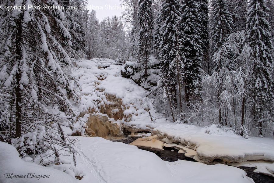 Ice, Outdoors, Snow, Forest, Vegetation, Grove, Land