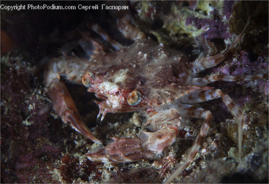 Crab, Invertebrate, Sea Life, Seafood, Coral Reef, Outdoors, Reef
