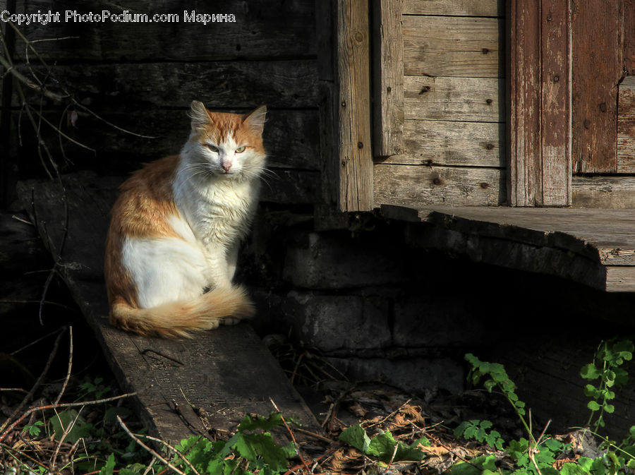 Animal, Cat, Kitten, Mammal, Pet, Canine, Fox