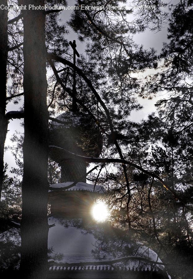 Plant, Tree, Flare, Light, Sunlight, Forest, Vegetation