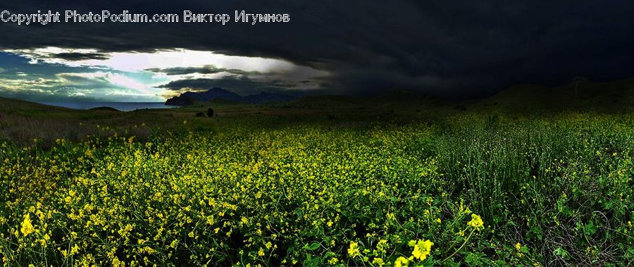 Field, Grass, Grassland, Land, Outdoors, Moss, Plant