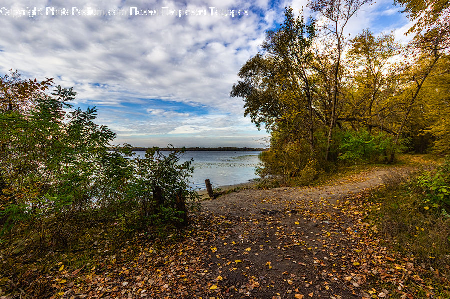 Dirt Road, Gravel, Road, Landscape, Nature, Scenery, Plant