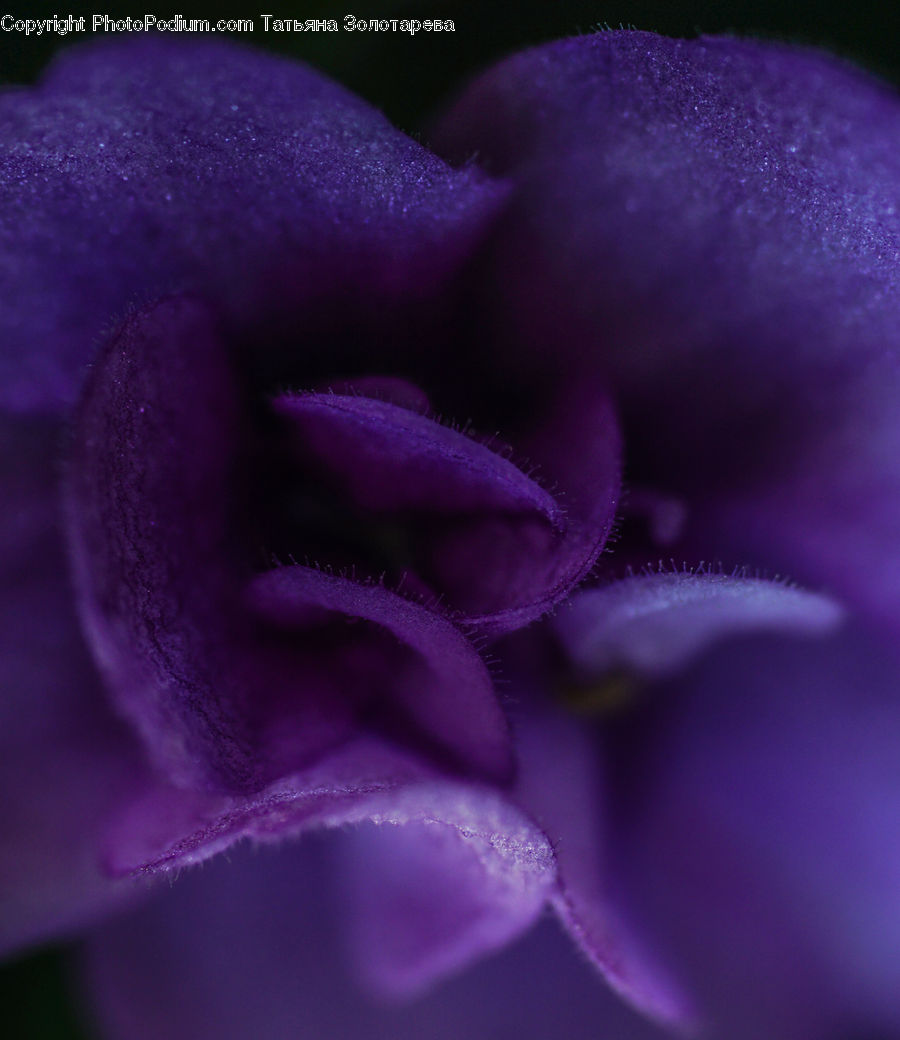 Blossom, Flora, Flower, Geranium, Plant, Crocus, Violet