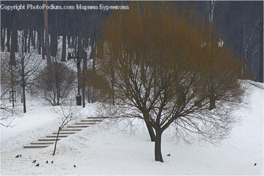 Ice, Outdoors, Snow, Plant, Tree, Forest, Vegetation