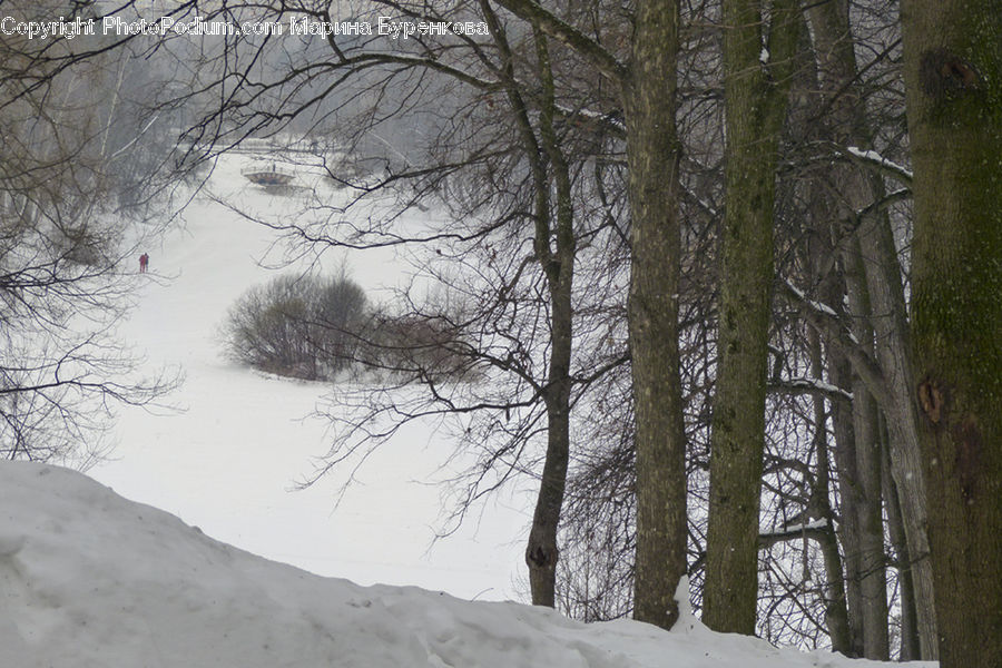 Forest, Vegetation, Ice, Outdoors, Snow, Plant, Tree