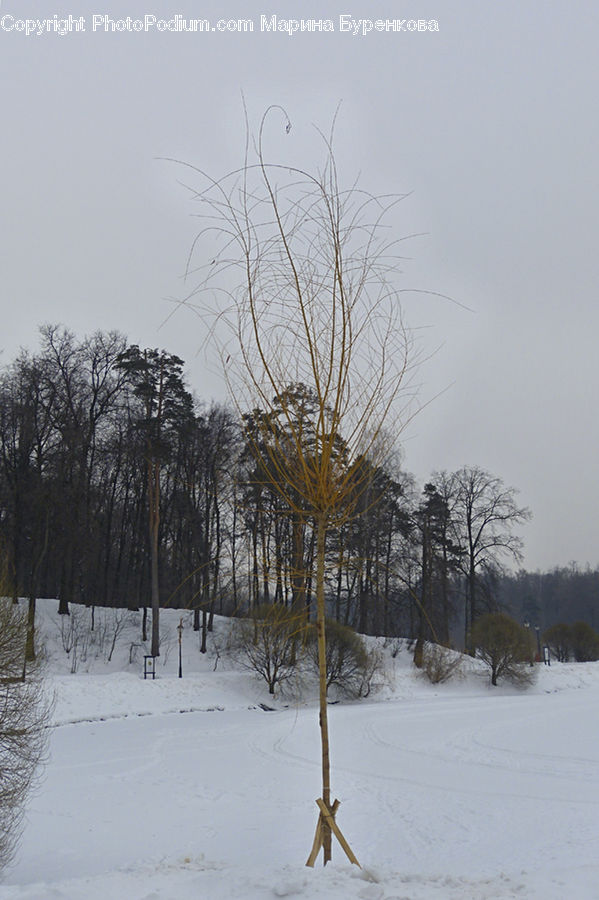 Landscape, Nature, Scenery, Birch, Tree, Wood, Conifer