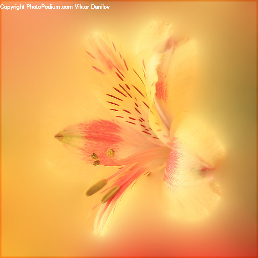 Flora, Flower, Gladiolus, Plant, Blossom, Geranium, Cherry Blossom