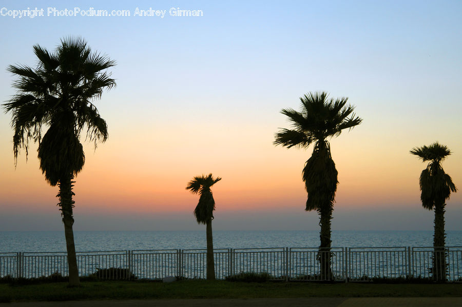 Palm Tree, Plant, Tree, Beach, Coast, Outdoors, Sea
