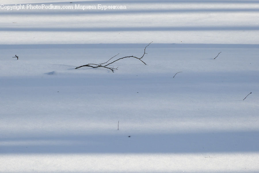 Bird, Crane Bird, Heron, Outdoors, Sea, Water, Field