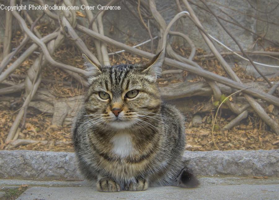 Animal, Cat, Mammal, Pet, Abyssinian, Kitten, Plant