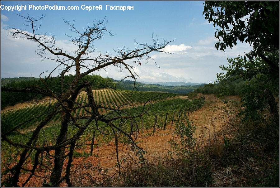 Countryside, Farm, Field, Vineyard, Dirt Road, Gravel, Road