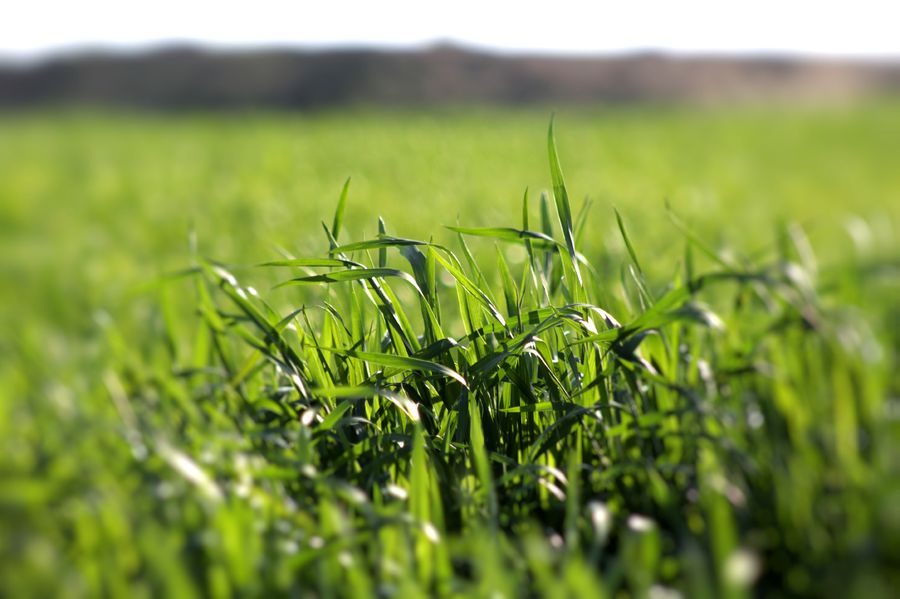 Field, Grass, Grassland, Plant, Grain, Wheat, Blossom