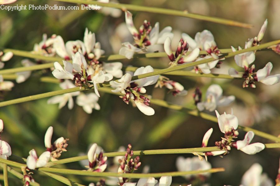 Blossom, Flora, Flower, Plant, Cake, Dessert, Food