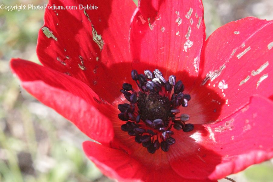 Blossom, Flora, Flower, Plant, Poppy, Bee, Insect