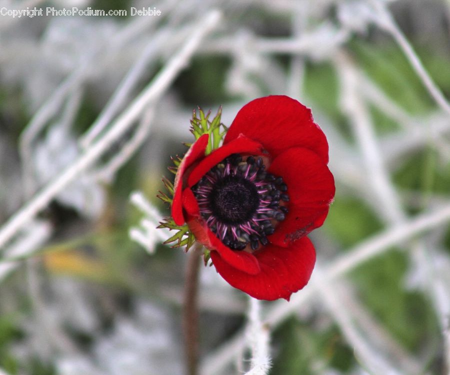 Blossom, Flora, Flower, Plant, Poppy, Anemone, Andrena