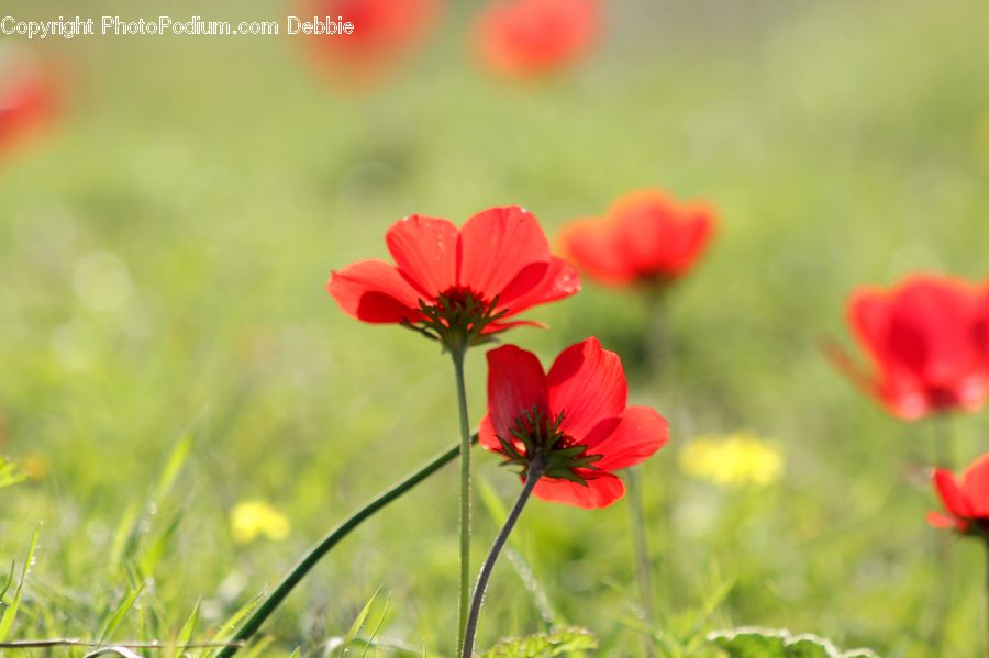 Cosmos, Blossom, Flora, Flower, Plant, Poppy, Tulip