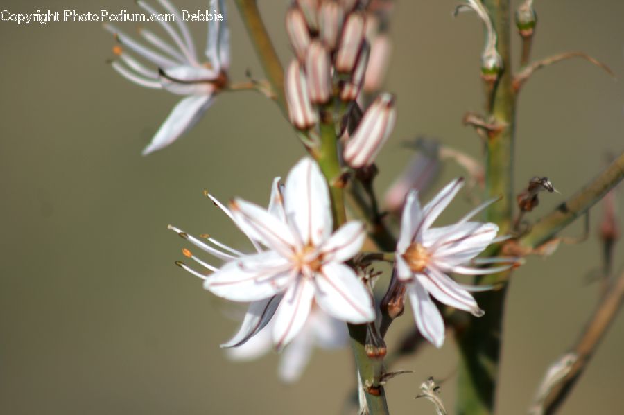 Blossom, Flora, Flower, Plant, Bud, Cherry Blossom, Geranium