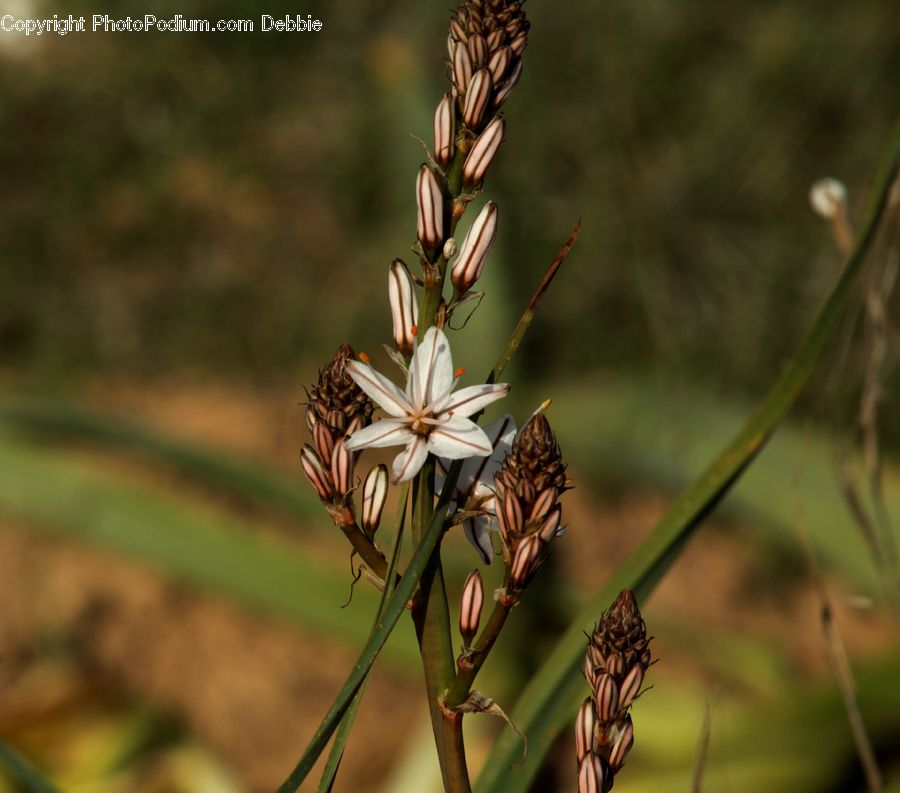 Conifer, Fir, Plant, Tree, Blossom, Flora, Flower