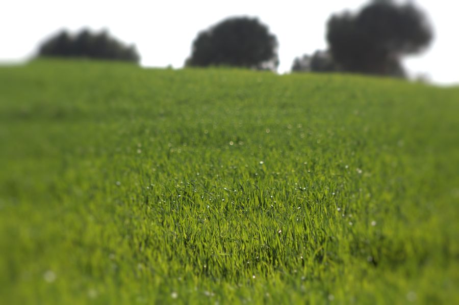 Field, Grass, Lawn, Grassland, Plant, Land, Outdoors